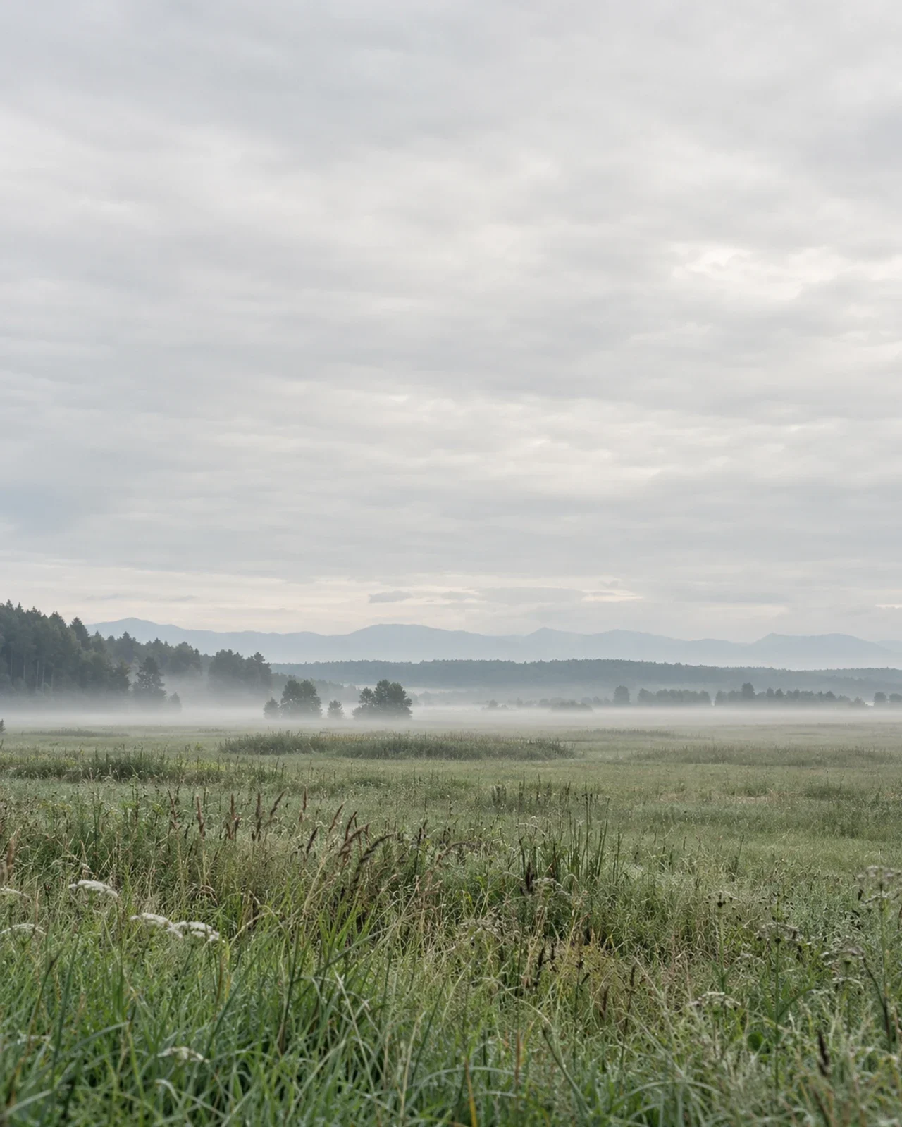 Morgennebel über einer Wiese und den Bergen des Allgäus
